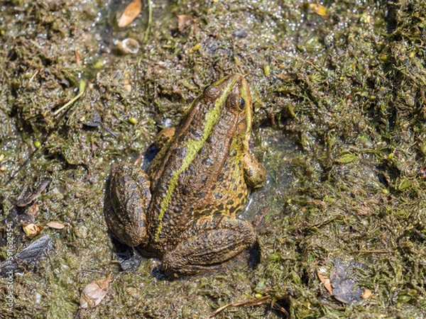 Fototapeta A large green frog sits in the marsh.