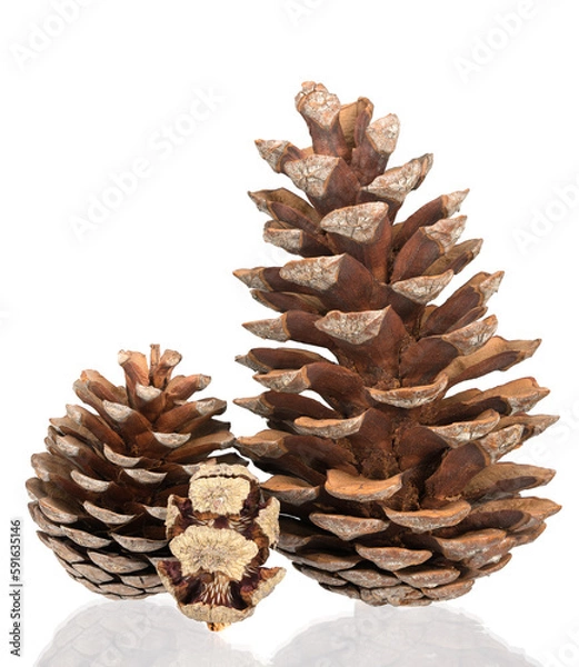 Obraz Beautiful fir-cones