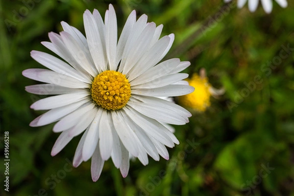 Obraz Daisy on a green background