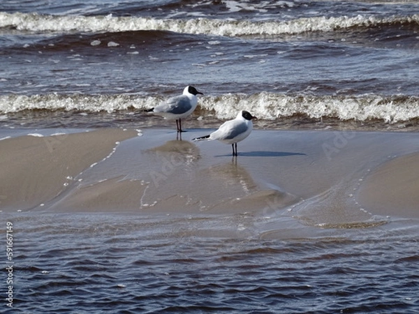 Obraz two seagulls on the beach