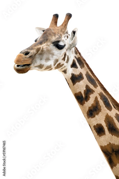 Fototapeta Giraffe