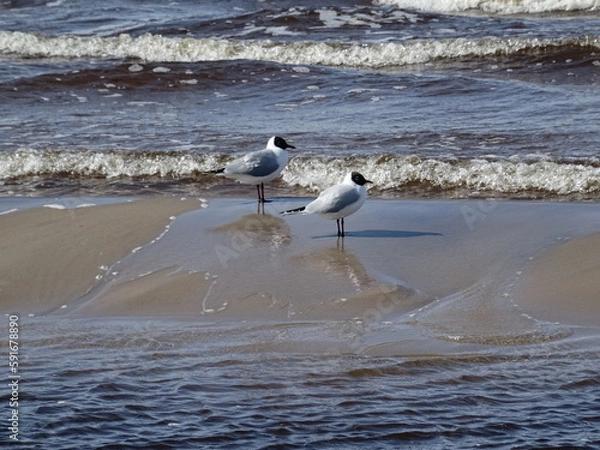 Obraz seagulls on the beach