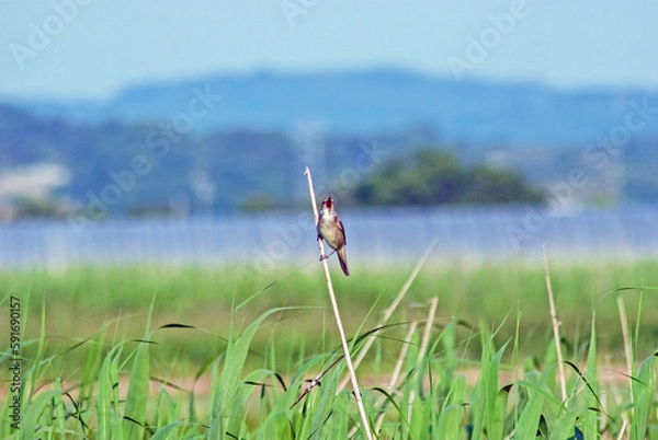 Obraz オオヨシキリ‐03