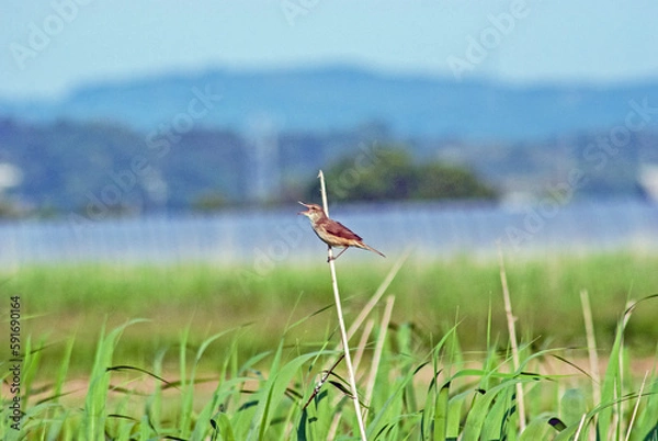 Obraz オオヨシキリ‐02