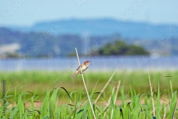 Obraz オオヨシキリ‐05