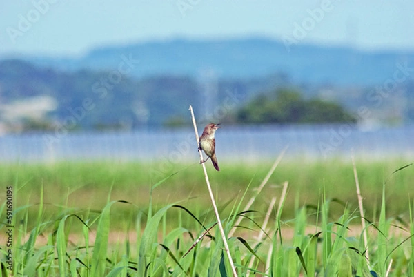 Obraz オオヨシキリ‐04