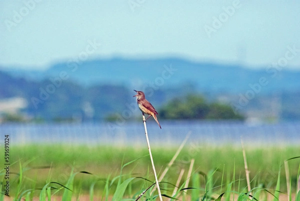 Obraz オオヨシキリ‐07
