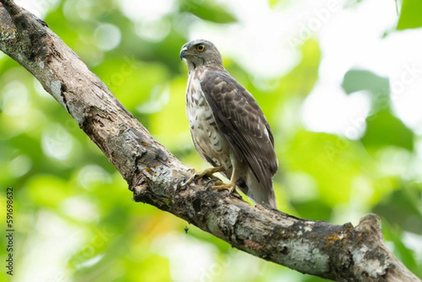 Fototapeta Crested goshawk at tree
