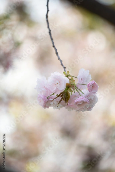 Obraz flower  cherry  blossom pink