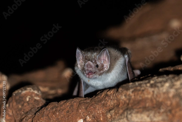 Obraz Vampire bat