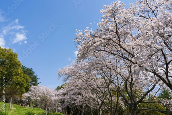 Obraz 青空に映える満開の桜(香川県高松市)