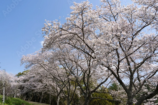 Fototapeta 青空に映える満開の桜(香川県高松市)