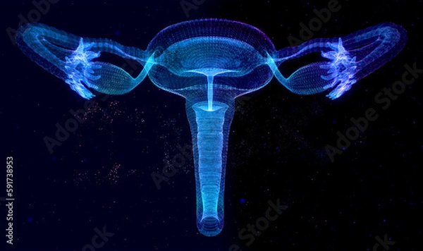 Fototapeta Human anatomy Female reproductive system, female reproductive organs. The layout of the organs of the uterus, cervix, ovary, fallopian tube