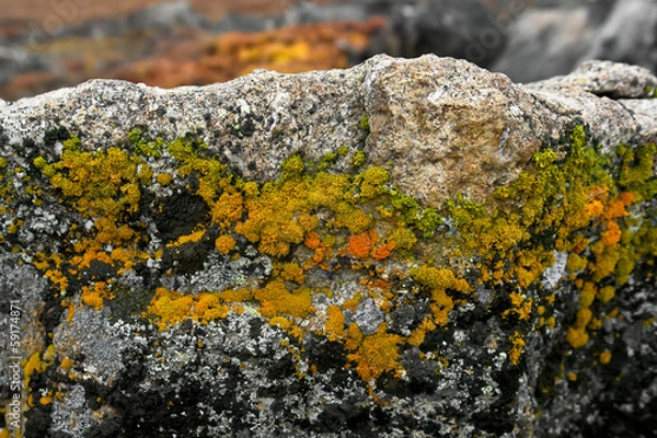 Obraz Moss on stone.