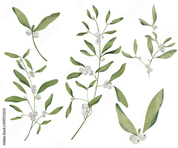 Obraz Mistletoe Twig Illustration