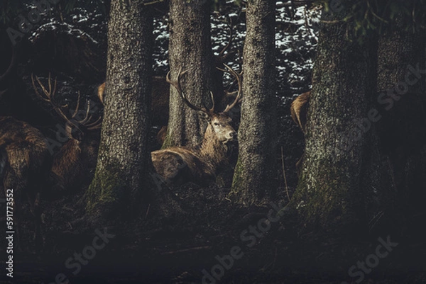 Fototapeta Hirsche im Wald 