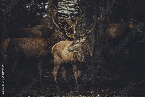 Fototapeta Hirsche im Wald 