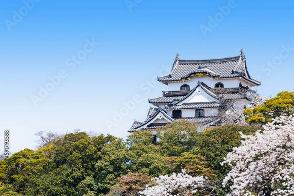 Fototapeta 春の彦根城