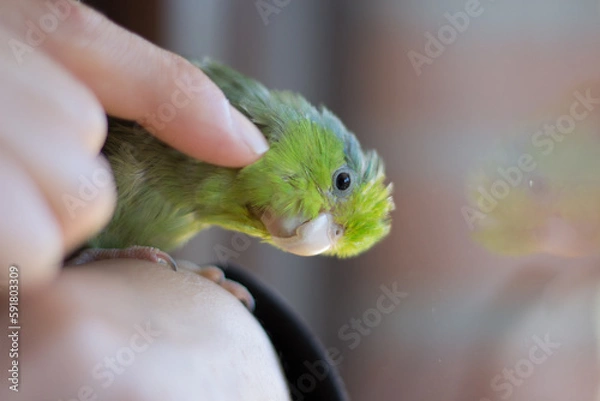 Obraz Forpus coelestis. Woman caressing the forpus and he indulges in pampering.