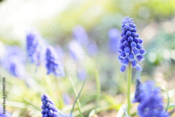 Fototapeta ムスカリ