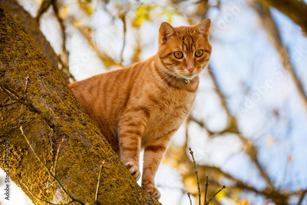 Obraz Il gatto è sull'albero