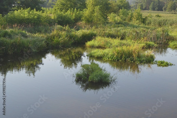 Fototapeta A shallow muddy river overgrown with green vegetation in the mist of a summer morning.