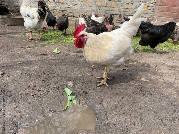 Fototapeta rooster and hen