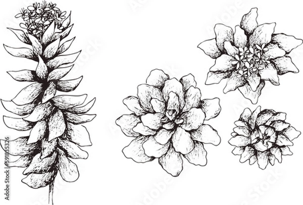 Fototapeta Hand drawn digital image of rhodiola rosea. 
Eps horizontal vintage pattern.  
Line sketch silhouette on 
transparent  background.