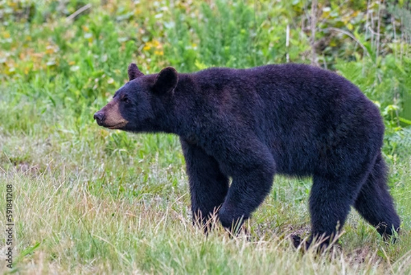 Obraz Beautiful shot of an American black bear in a field during the day