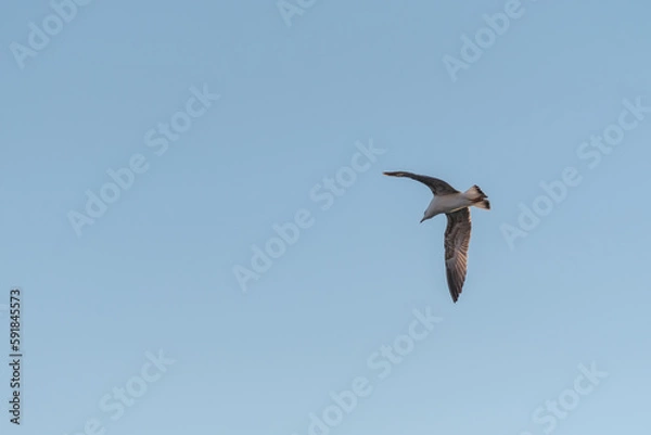 Fototapeta Beautiful background with flying bird and clouds in the sky