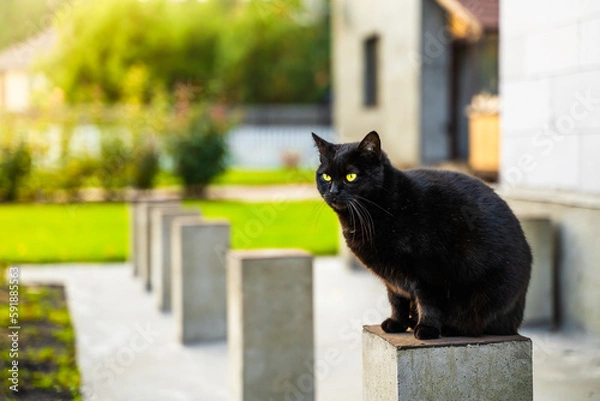Fototapeta Close-up of a beautiful black cat sitting on a concrete pole against a blurred background of a private lot. Domestic kitten walking on a warm summer evening