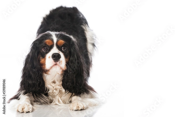 Obraz Cavalier King Charles Spaniel