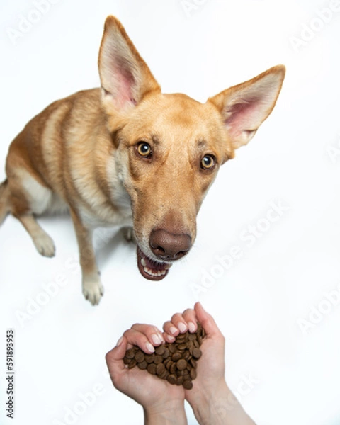 Fototapeta Red dog with big ears and yellow eyes sits on a white floor and looks up. Female hands folded in the shape of a heart, holds dog food near the muzzle. Care and love, food for dogs. Isolated on white