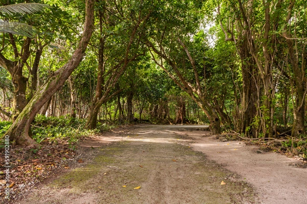 Fototapeta Jungle Road in Peleliu, Palau Island. Micronesia