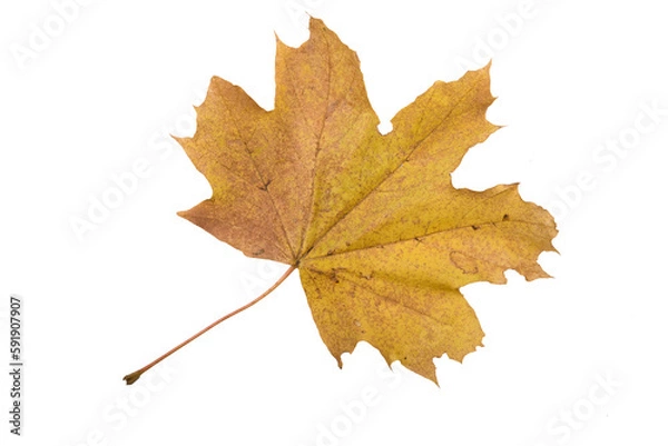 Fototapeta Autumn Color Maple Leaf. Isolated on White Background.
