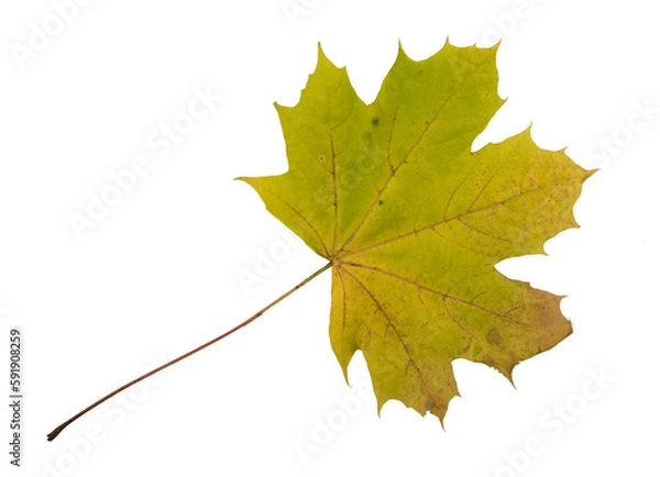Fototapeta Autumn Color Maple Leaf. Isolated on White Background.