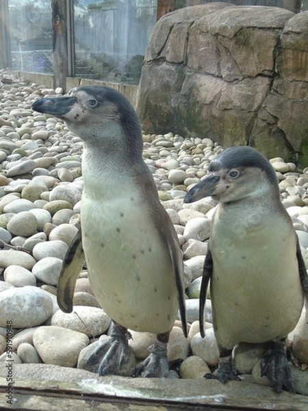 Obraz penguin on the rocks