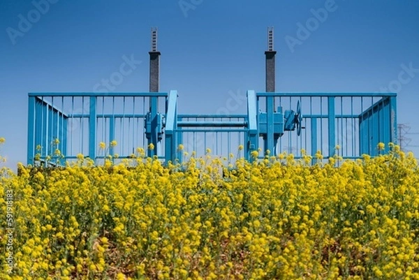 Fototapeta 菜の花の黄色と水色の柵