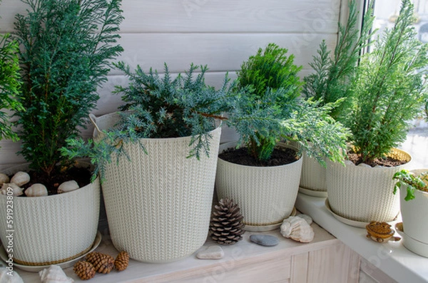 Fototapeta  Coniferous plants on a white balcony. Thuja, cypress, juniper. Crop production. Interior design, wooden veranda, cozy balcony, a place for rest and relaxation. Modern stylish loggia.