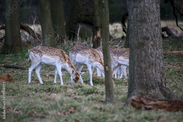 Fototapeta A view of a Fallow Deer in the wild in Shropshire
