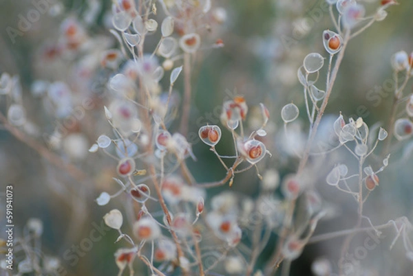 Obraz Pflanze, Bokeh, romantisch