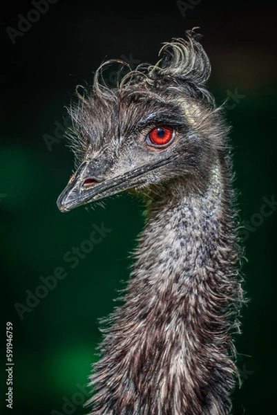 Obraz Emu