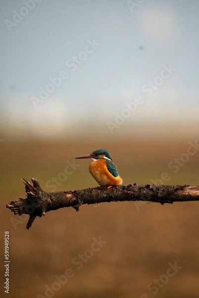 Fototapeta kingfisher on a branch
