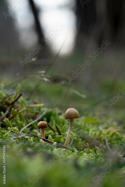 Fototapeta mushroom in the forest
