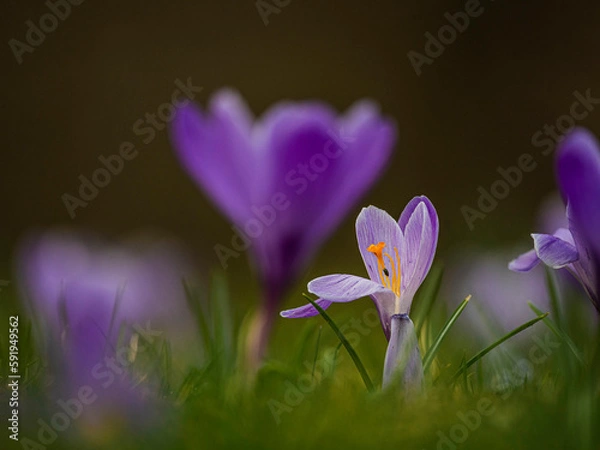 Obraz purple crocus flower