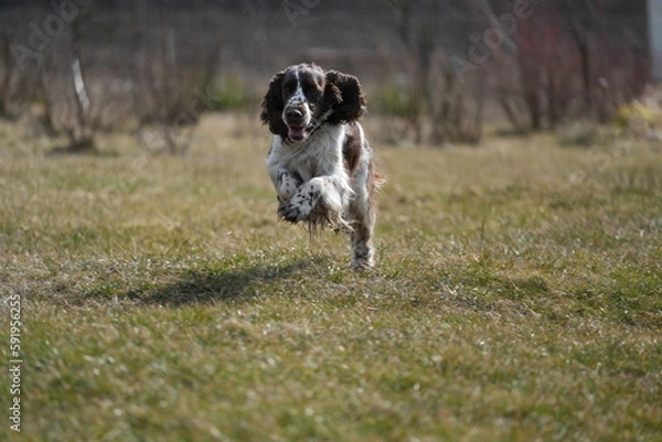 Obraz Springer spaniel biegnący brązowo - biały