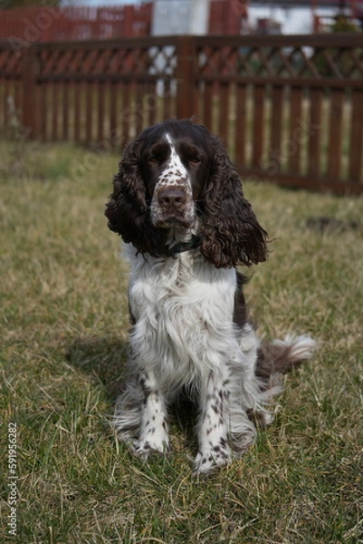 Obraz Springer spaniel angielski - siedzący biało czekoladowy
