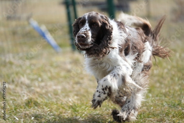 Obraz Springer spaniel biegnący pies