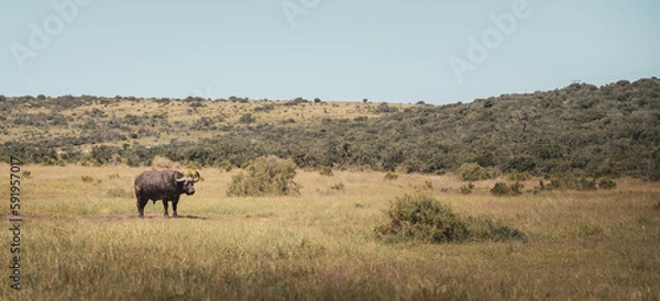 Obraz buffalo at addo