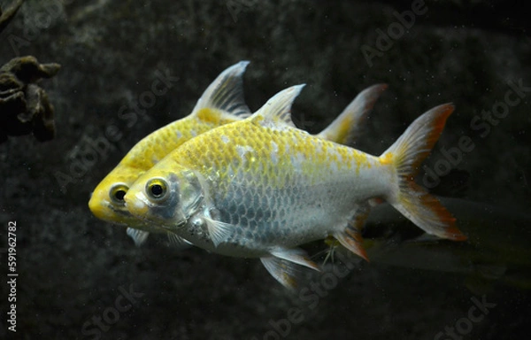 Obraz fish in aquarium